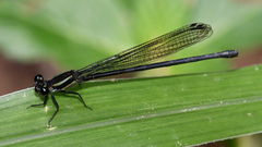 Argia yungensis