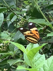 Heliconius ethilla