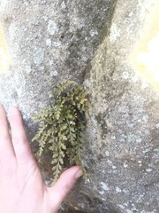 Asplenium montanum