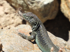 Liolaemus chillanensis