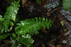Lindsaea falcata