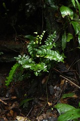 Lindsaea falcata
