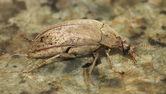 Trigonodera