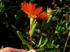 Lampranthus aureus