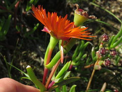 Lampranthus aureus