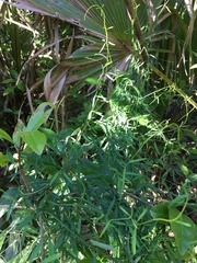 Orthosia scoparia