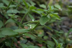 Spermacoce latifolia