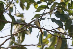 Pericrocotus cinnamomeus