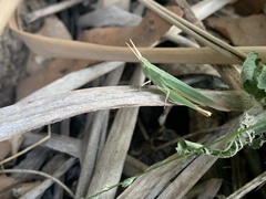 Allotruxalis gracilis