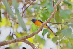 Pericrocotus cinnamomeus