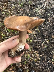 Cortinarius ohlone