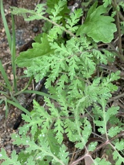 Phacelia distans