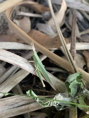 Allotruxalis gracilis