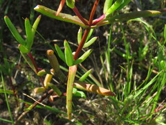 Lampranthus aureus