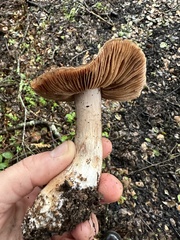 Cortinarius ohlone
