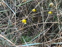 Pycnosorus chrysanthus