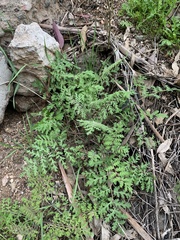 Phacelia distans