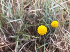 Pycnosorus chrysanthus