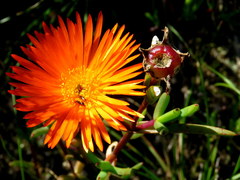 Lampranthus aureus