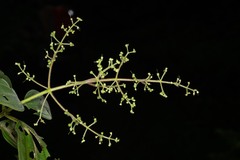 Miconia asperiuscula