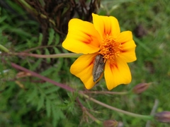 Acmaeodera cuprina