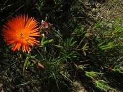 Lampranthus aureus