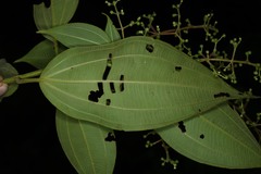 Miconia asperiuscula