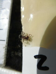 Formica integra