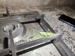 Stagmatoptera septentrionalis