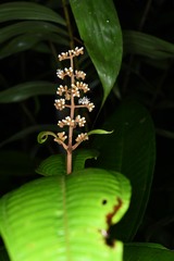 Miconia eriodonta