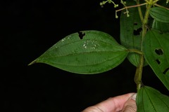 Miconia asperiuscula