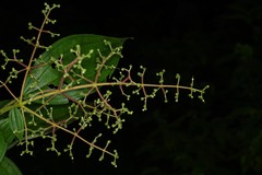 Miconia asperiuscula