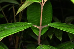 Miconia eriodonta