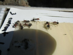 Formica integra