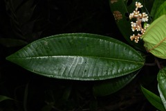 Miconia eriodonta