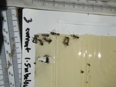 Formica integra