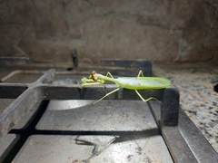 Stagmatoptera septentrionalis