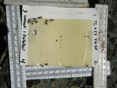 Formica integra