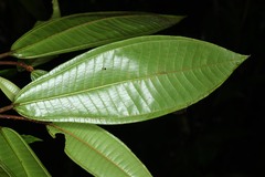 Miconia eriodonta