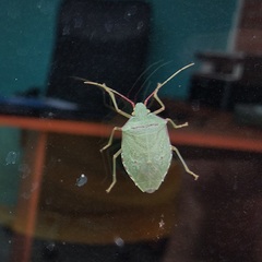 Chlorocoris rufopictus