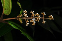 Miconia eriodonta