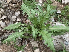 Caulanthus lasiophyllus