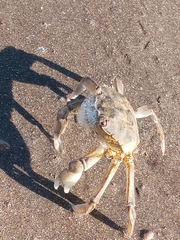 Cyrtograpsus angulatus