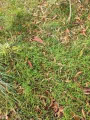 Ottochloa gracillima