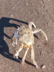 Cyrtograpsus angulatus