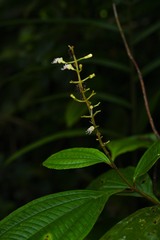Miconia oldemanii