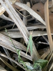 Allotruxalis gracilis