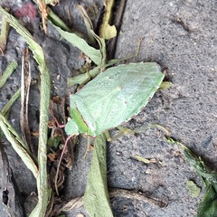 Chlorocoris rufopictus