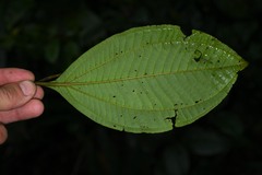 Miconia oldemanii