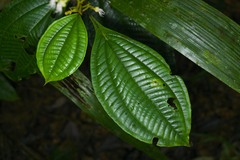 Miconia oldemanii
